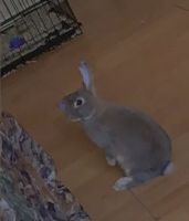 Mini Rex Rabbits for sale in Orlando, FL, USA. price: NA