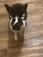 Mini Rex Rabbits for sale in 1815 W Ormsby Ave, Louisville, KY 40210, USA. price: NA