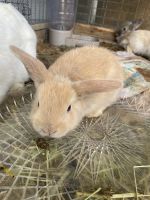 Mini Rex Rabbits for sale in Westbury, NY, USA. price: NA
