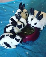 Mini Rex Rabbits for sale in Gilbertsville, PA, USA. price: NA