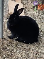 Mini Rex Rabbits for sale in Vancouver, WA, USA. price: NA