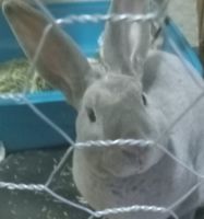 Mini Rex Rabbits for sale in CORP CHRISTI, TX 78408, USA. price: NA