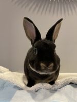 Mini Rex Rabbits for sale in Meridian, MS, USA. price: NA
