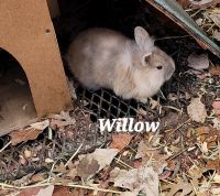 Mini Rex Rabbits for sale in Columbia, MO, USA. price: NA
