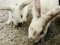 Mini Rex Rabbits for sale in Box Springs, GA 31801, USA. price: NA