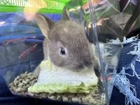 Mini Rex Rabbits for sale in Perris, CA, USA. price: NA