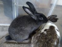 Mini Rex Rabbits for sale in Holly, MI 48442, USA. price: NA