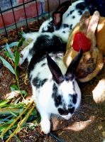 Mini Rex Rabbits for sale in Pottsville, PA 17901, USA. price: NA