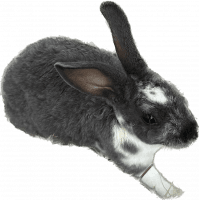 Mini Rex Rabbits for sale in Houston, TX, USA. price: $125