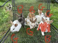 Mini Rex Rabbits for sale in Mt Laurel Township, NJ, USA. price: $25
