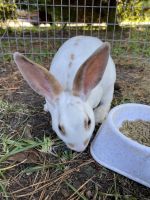 Mini Rex Rabbits for sale in Elizabeth City, NC 27909, USA. price: $50