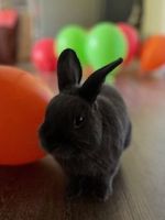 Mini Rex Rabbits for sale in Murray, UT, USA. price: $50
