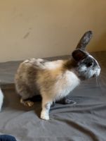 Mini Rex Rabbits for sale in Long Beach, California. price: $50