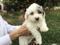 Mini Sheepadoodles Puppies for sale in Fort Myers, FL, USA. price: NA
