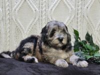 Mini Sheepadoodles Puppies for sale in Millersburg, OH 44654, USA. price: NA