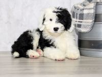 Mini Sheepadoodles Puppies for sale in Tiffin, OH 44883, USA. price: NA
