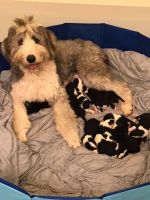 Mini Sheepadoodles Puppies for sale in Brownstown, IN 47220, USA. price: NA