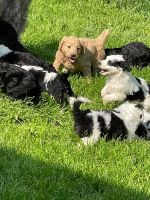 Mini Sheepadoodles Puppies Photos