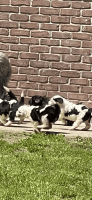 Mini Sheepadoodles Puppies Photos