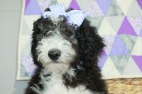Mini Sheepadoodles Puppies for sale in Strasburg, OH 44680, USA. price: NA
