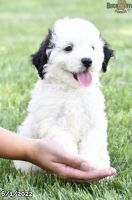 Mini Sheepadoodles Puppies for sale in 727 Martin Luther King Dr W, Cincinnati, OH 45220, USA. price: NA