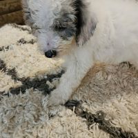 Mini Sheepadoodles Puppies for sale in Chattanooga, TN, USA. price: $1,200