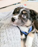Miniature Australian Shepherd Puppies for sale in The Colony, TX, USA. price: NA