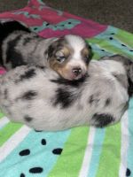 Miniature Australian Shepherd Puppies for sale in Wildomar, CA 92595, USA. price: NA