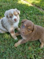 Miniature Australian Shepherd Puppies for sale in Bradleyville, MO 65614, USA. price: NA