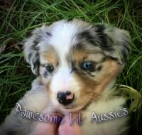 Miniature Australian Shepherd Puppies for sale in Foley, MN 56329, USA. price: NA