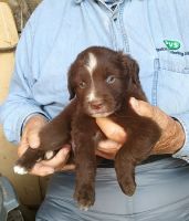 Miniature Australian Shepherd Puppies for sale in Alliance, OH 44601, USA. price: NA