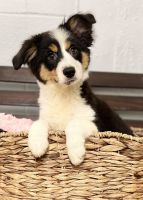 Miniature Australian Shepherd Puppies for sale in Cincinnati, OH, USA. price: NA