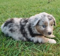 Miniature Australian Shepherd Puppies for sale in Sallisaw, OK 74955, USA. price: NA