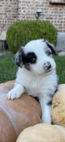 Miniature Australian Shepherd Puppies for sale in Nephi, UT 84648, USA. price: NA