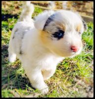 Miniature Australian Shepherd Puppies for sale in Eau Claire, WI, USA. price: NA