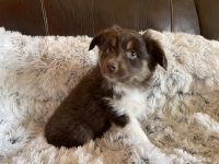 Miniature Australian Shepherd Puppies for sale in Apple Valley, CA, USA. price: NA