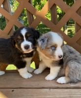 Miniature Australian Shepherd Puppies for sale in Lee's Summit, MO, USA. price: NA