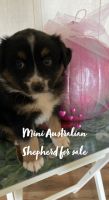 Miniature Australian Shepherd Puppies for sale in Mt Airy, NC 27030, USA. price: NA
