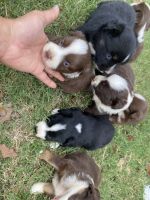 Miniature Australian Shepherd Puppies for sale in Hunt County, TX, USA. price: NA