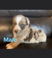 Miniature Australian Shepherd Puppies for sale in Wells, TX 75976, USA. price: NA