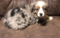 Miniature Australian Shepherd Puppies for sale in Bloomfield, IN 47424, USA. price: NA