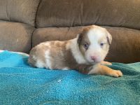 Miniature Australian Shepherd Puppies for sale in Sparta, WI 54656, USA. price: NA