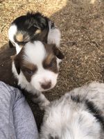 Miniature Australian Shepherd Puppies for sale in CO-119, Boulder, CO, USA. price: NA