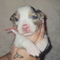 Miniature Australian Shepherd Puppies for sale in Phoenix, AZ 85020, USA. price: NA