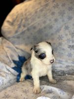 Miniature Australian Shepherd Puppies for sale in Marcellus, MI 49067, USA. price: NA