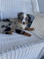 Miniature Australian Shepherd Puppies for sale in Miami, FL 33125, USA. price: NA