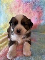 Miniature Australian Shepherd Puppies for sale in McCune, KS 66753, USA. price: NA
