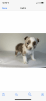 Miniature Australian Shepherd Puppies for sale in Newark, TX, USA. price: NA