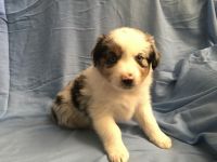 Miniature Australian Shepherd Puppies for sale in Magnolia, TX, USA. price: NA