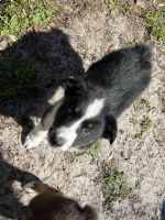 Miniature Australian Shepherd Puppies for sale in Dunnellon, FL 34432, USA. price: NA